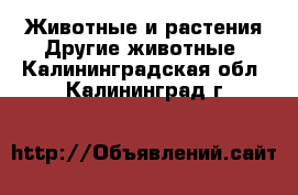 Животные и растения Другие животные. Калининградская обл.,Калининград г.